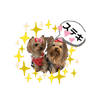 お転婆ヨーキー璃愛華＆愛望＆永愛（個別スタンプ：12）