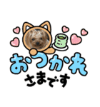 お転婆ヨーキー璃愛華＆愛望＆永愛（個別スタンプ：21）