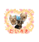 お転婆ヨーキー璃愛華＆愛望＆永愛（個別スタンプ：26）