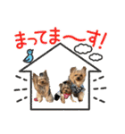 お転婆ヨーキー璃愛華＆愛望＆永愛（個別スタンプ：31）