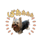 お転婆ヨーキー璃愛華＆愛望＆永愛（個別スタンプ：35）
