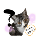 Y家の猫（個別スタンプ：1）