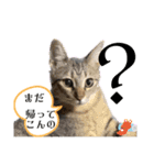 Y家の猫（個別スタンプ：2）