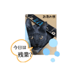 Y家の猫（個別スタンプ：3）