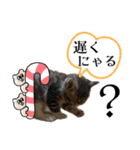 Y家の猫（個別スタンプ：4）