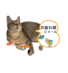 Y家の猫（個別スタンプ：5）