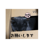 Y家の猫（個別スタンプ：6）