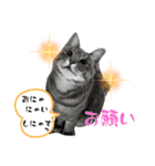 Y家の猫（個別スタンプ：7）