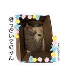 Y家の猫（個別スタンプ：11）