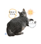Y家の猫（個別スタンプ：12）