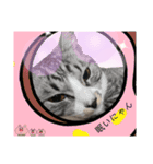 Y家の猫（個別スタンプ：13）