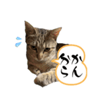 Y家の猫（個別スタンプ：16）