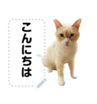 笹かま猫のくまちゃん（個別スタンプ：3）