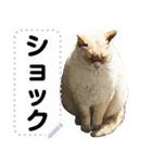 笹かま猫のくまちゃん（個別スタンプ：6）
