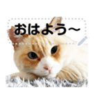 笹かま猫のくまちゃん（個別スタンプ：7）