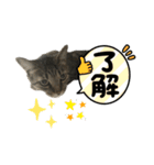 お酒大好きねこねこのスタンプ（個別スタンプ：6）