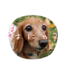 すたんぷダックス（個別スタンプ：4）
