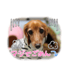 すたんぷダックス（個別スタンプ：8）