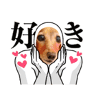 すたんぷダックス（個別スタンプ：12）