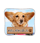 すたんぷダックス（個別スタンプ：13）