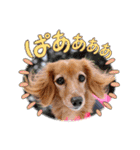 すたんぷダックス（個別スタンプ：14）
