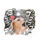すたんぷダックス（個別スタンプ：16）