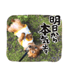 すたんぷダックス（個別スタンプ：21）