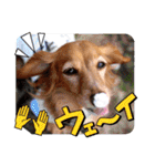 すたんぷダックス（個別スタンプ：23）