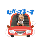 すたんぷダックス（個別スタンプ：26）