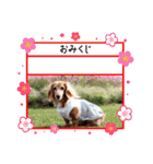 すたんぷダックス（個別スタンプ：29）