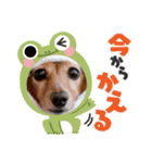 すたんぷダックス（個別スタンプ：35）