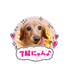 すたんぷダックス（個別スタンプ：37）