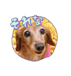 すたんぷダックス（個別スタンプ：40）
