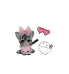ねこちゃんだニャン（個別スタンプ：1）
