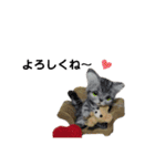 ねこちゃんだニャン（個別スタンプ：6）