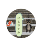 ねこちゃんだニャン（個別スタンプ：12）