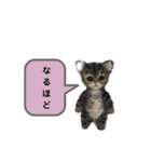 ねこちゃんだニャン（個別スタンプ：22）