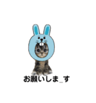 ねこちゃんだニャン（個別スタンプ：24）