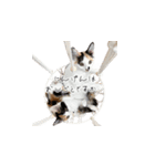 三毛猫こめむぎスタンプ①（個別スタンプ：1）