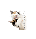 三毛猫こめむぎスタンプ①（個別スタンプ：2）