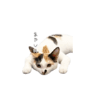 三毛猫こめむぎスタンプ①（個別スタンプ：4）
