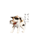 三毛猫こめむぎスタンプ①（個別スタンプ：6）