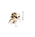 三毛猫こめむぎスタンプ①（個別スタンプ：7）