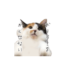 三毛猫こめむぎスタンプ①（個別スタンプ：10）