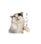 三毛猫こめむぎスタンプ①（個別スタンプ：11）