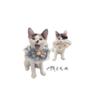 三毛猫こめむぎスタンプ①（個別スタンプ：13）