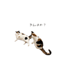 三毛猫こめむぎスタンプ①（個別スタンプ：15）