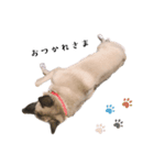 のんにま（個別スタンプ：4）