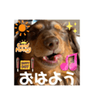 ダックスのスタンプ4。（個別スタンプ：1）