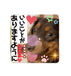 ダックスのスタンプ4。（個別スタンプ：2）
